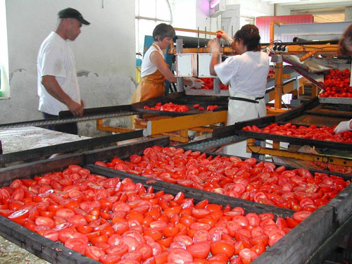 Production de tomates séchées
